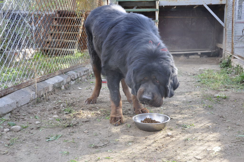 Dog eating out of a bowl