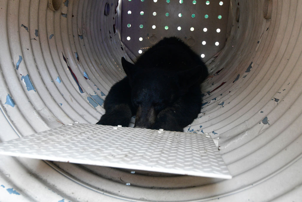 Black bear sleeping