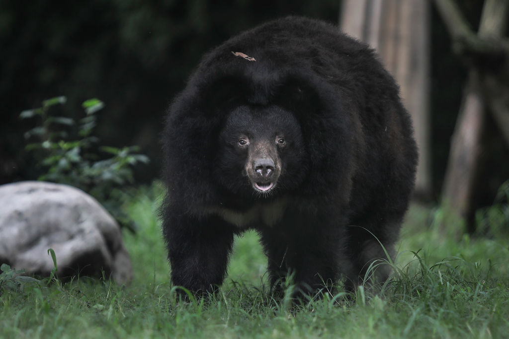 Black bear in the grass