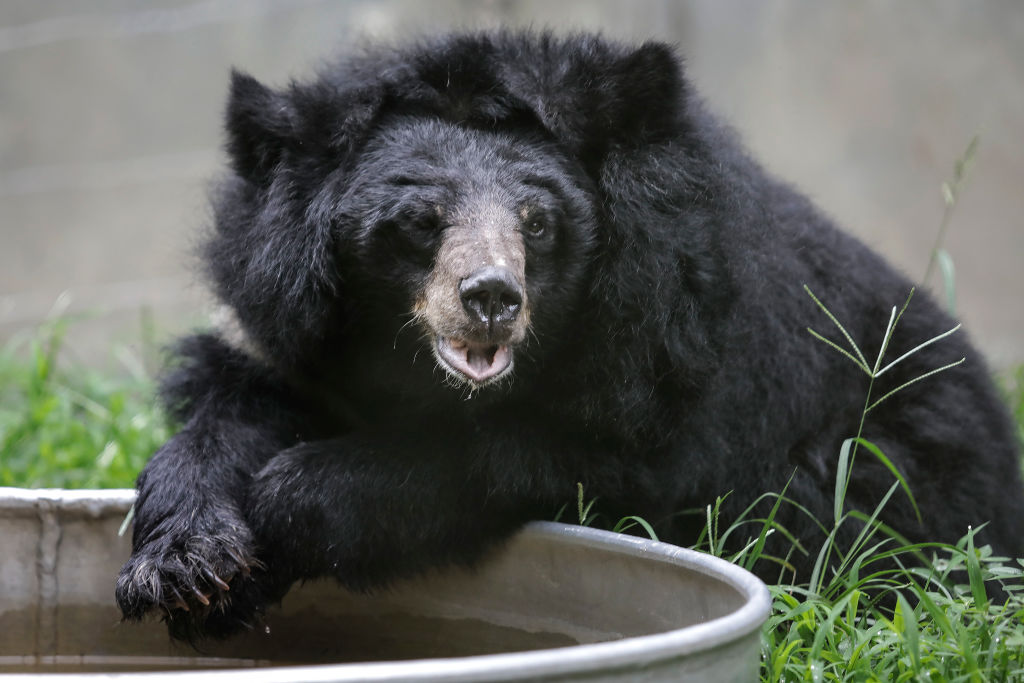 Bear drinking water