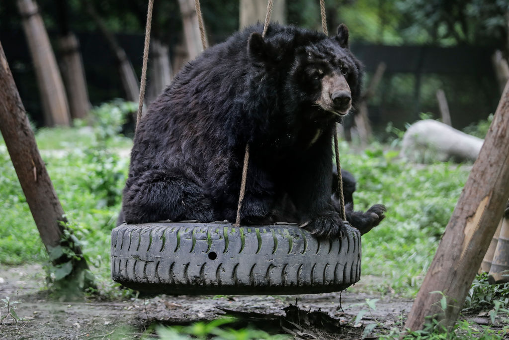 Bear on a swing