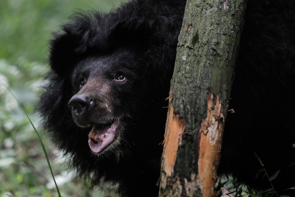 Black bear behind a tree