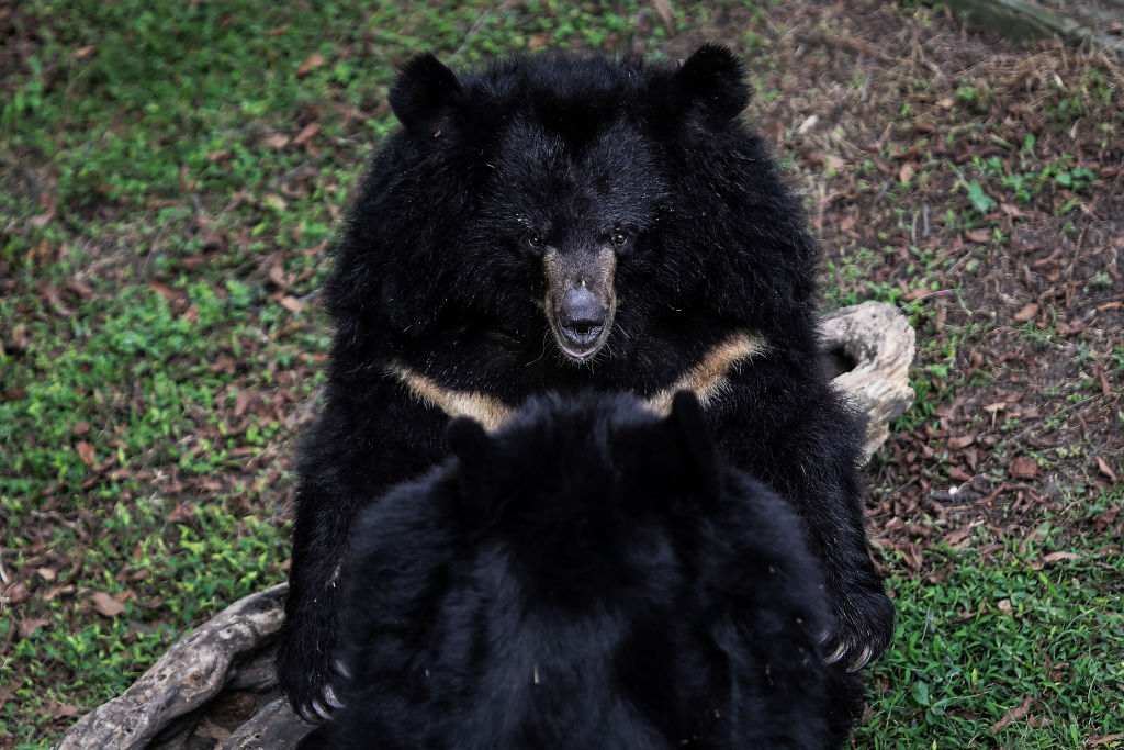 Bear sitting