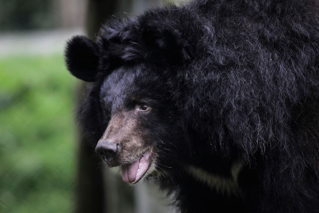 Close up of black bear