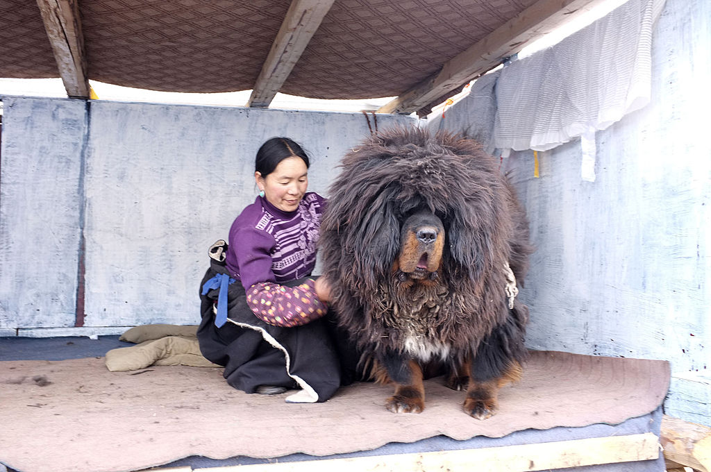 Dog being brushed