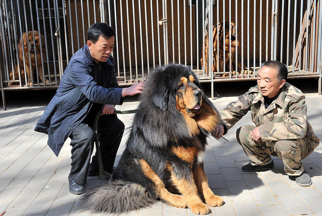 Grown mastiff