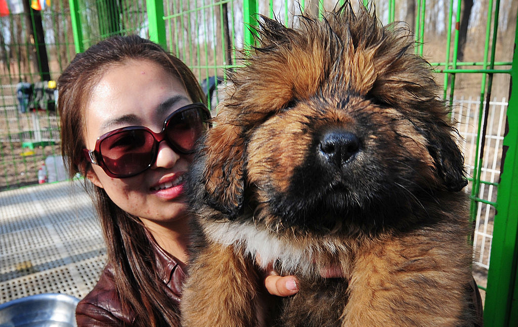 Mastiff puppy