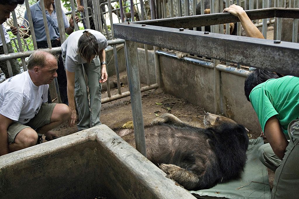 Checking on bear