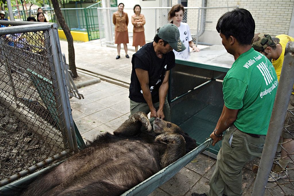 Transporting bear