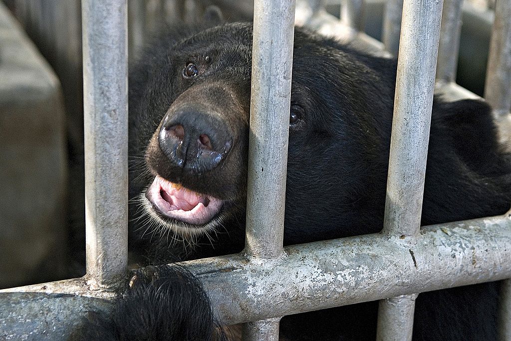 Bear looking through bars