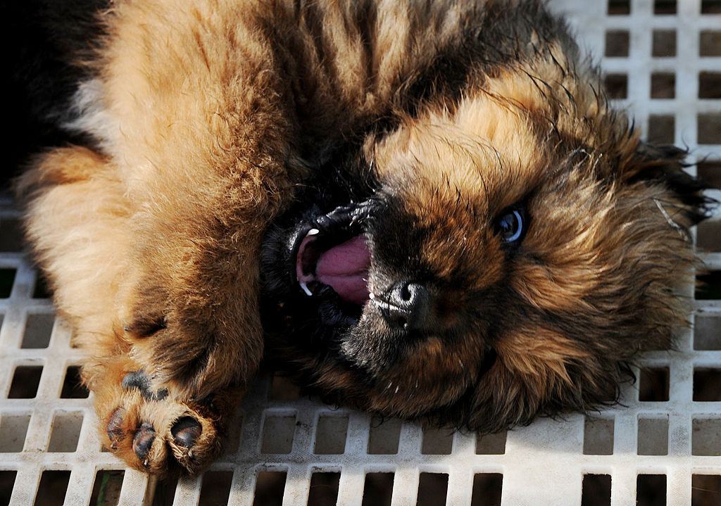 Puppy with its mouth open