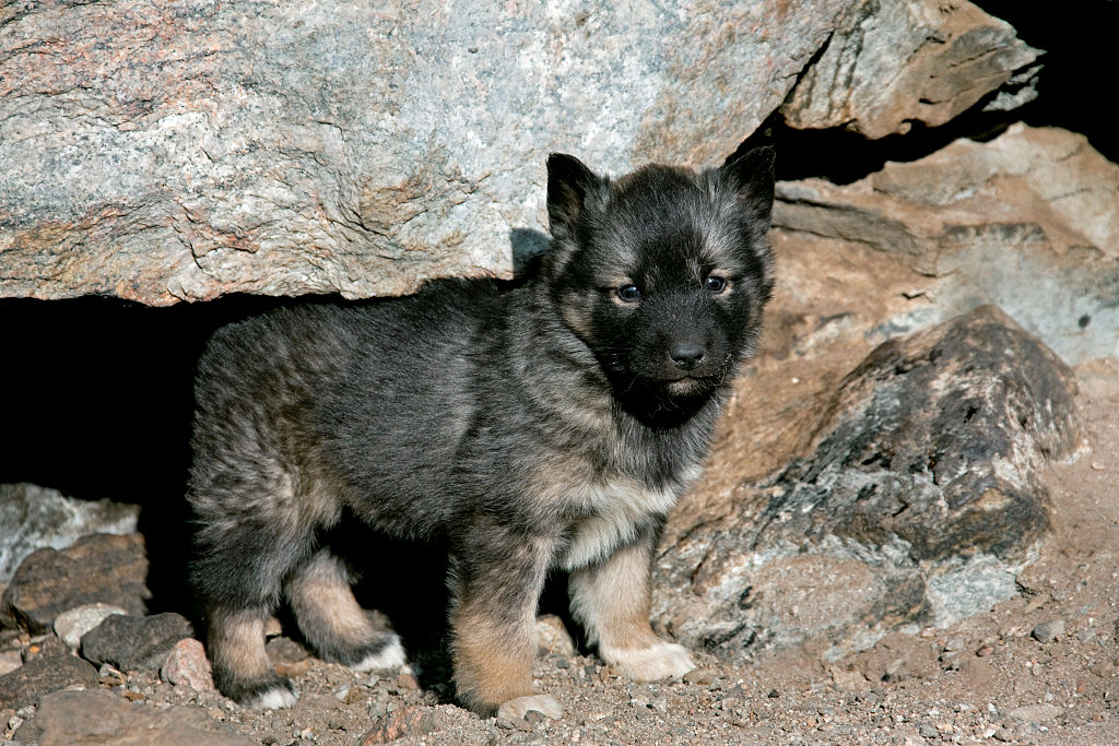 Greenland puppy