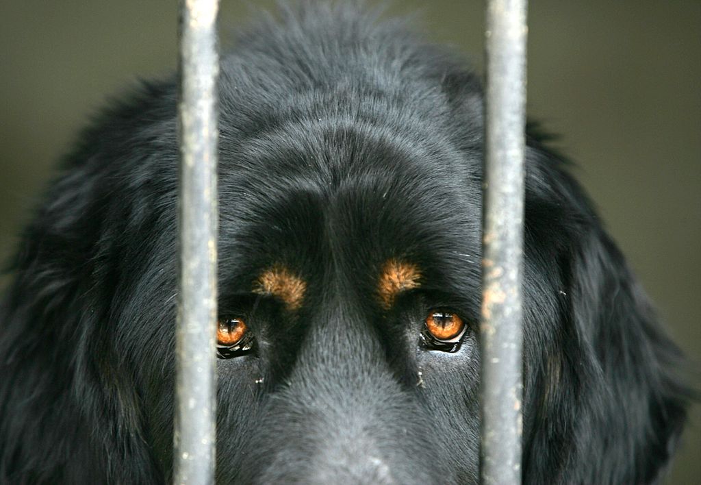 Mastiff in a cage