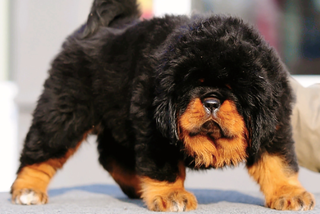 Puppy standing up