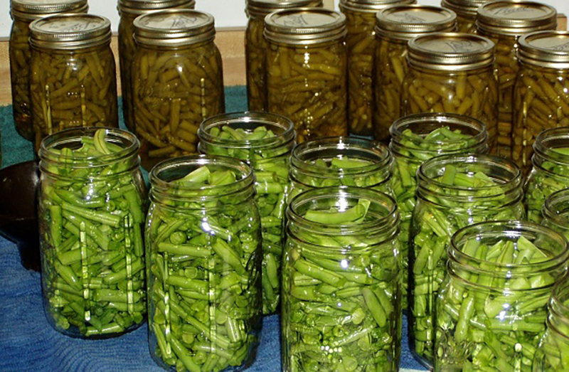 Chopped cucumber soaks in pickle jars.
